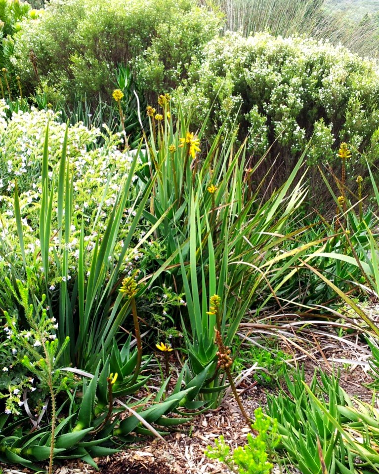 X Aloe commixta in Kirstenbosch fynbos rocky scrub 1
