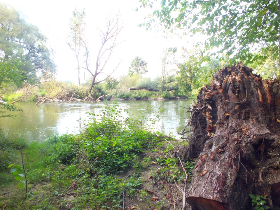 Wzwz würmmühlweiher 15