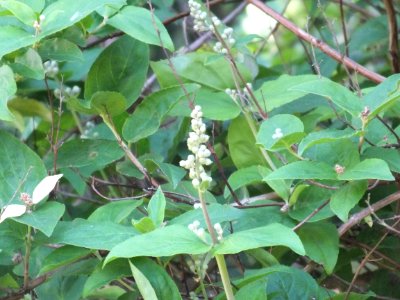 Wzwz tree 12c Deutzia scabra 'Candidissima'