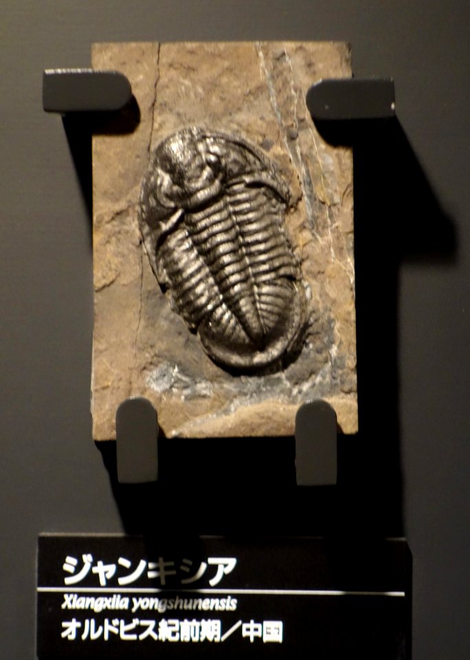 Xiangxiia yongshuenensis - National Museum of Nature and Science, Tokyo - DSC07749
