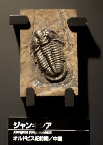 Xiangxiia yongshuenensis - National Museum of Nature and Science, Tokyo - DSC07749