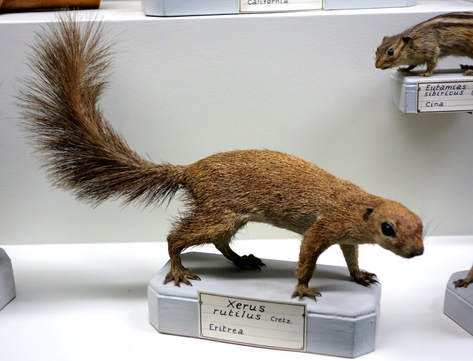 Xerus rutilus - Museo Civico di Storia Naturale Giacomo Doria - Genoa, Italy - DSC02787
