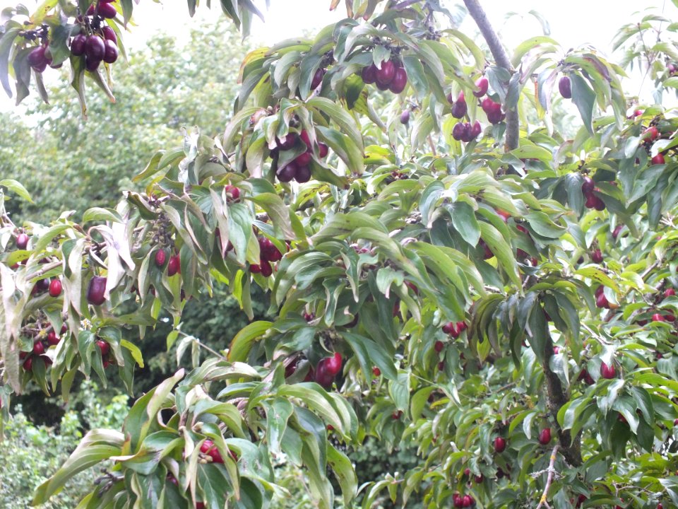 Wzwz tree 11h Cornus mas
