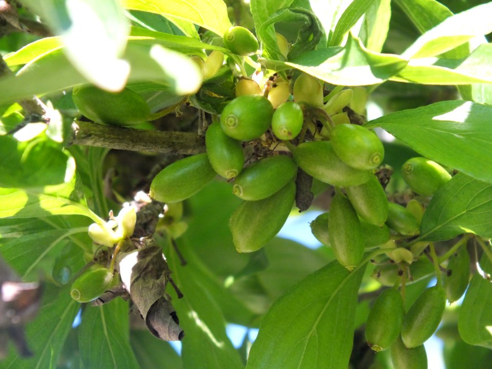 Wzwz tree 11e Cornus mas