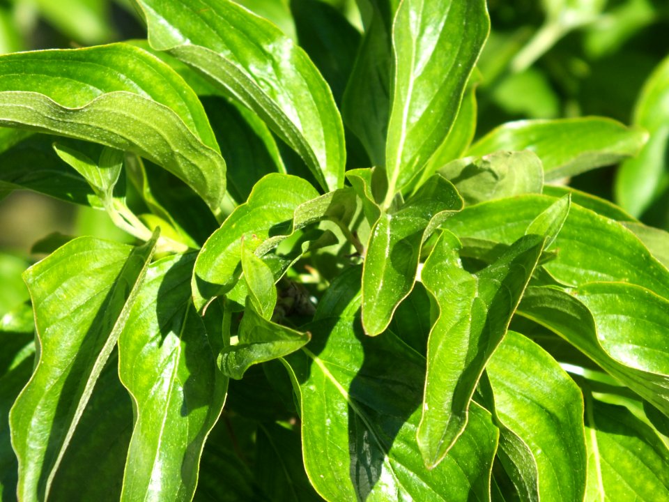 Wzwz tree 11d Cornus mas