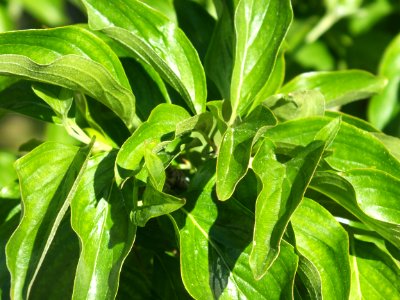 Wzwz tree 11d Cornus mas