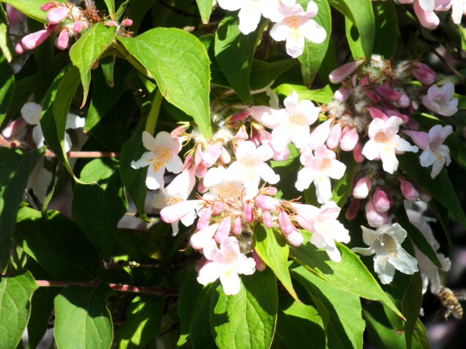 Wzwz tree 14d Kolkwitzia amabilis