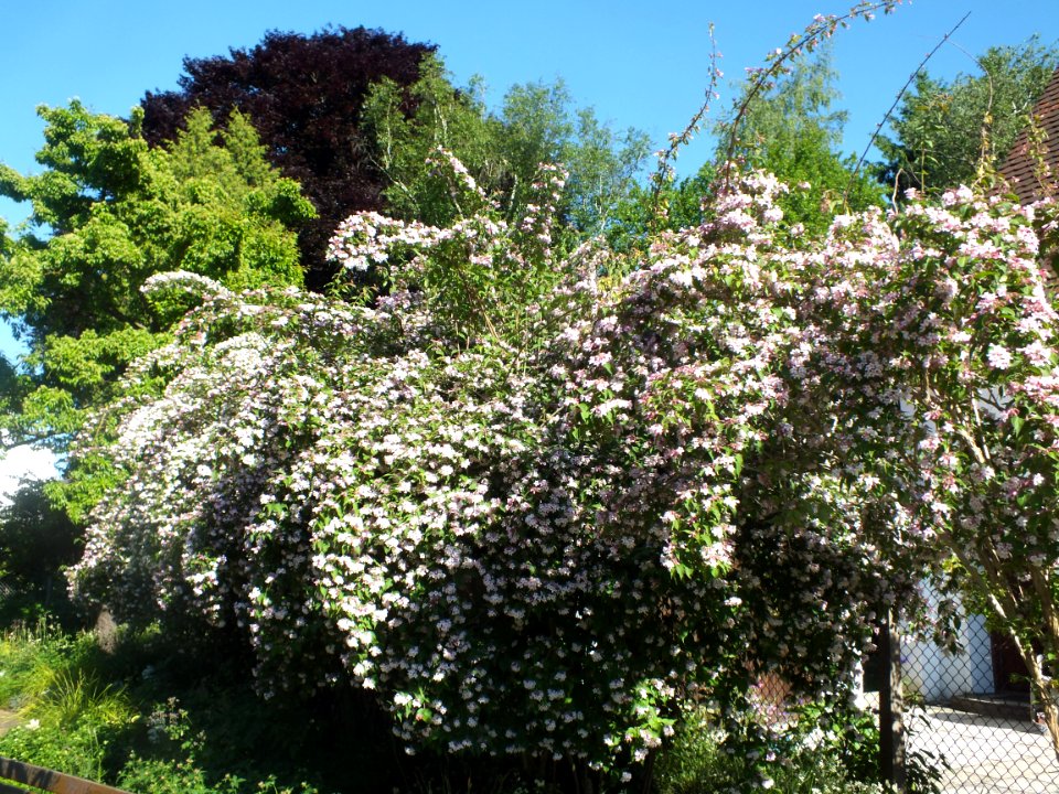 Wzwz tree 14c Kolkwitzia amabilis