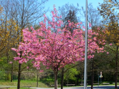 Wzwz tree 17a