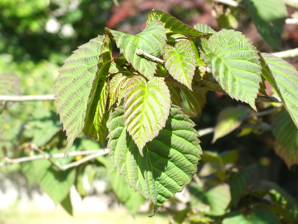 Wzwz tree 08c Davidia involucrata var. vilmoriniana
