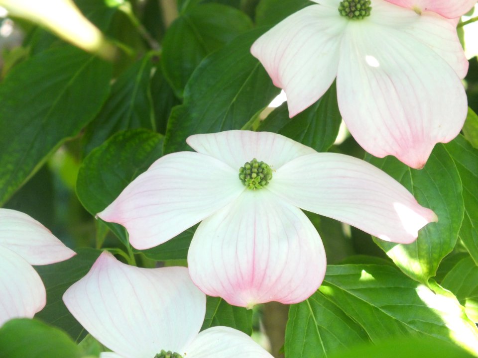 Wzwz tree 15e Cornus florida 'Cherokee Brave'