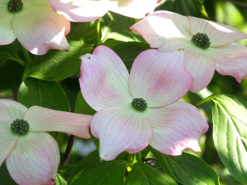 Wzwz tree 15d Cornus florida 'Cherokee Brave'