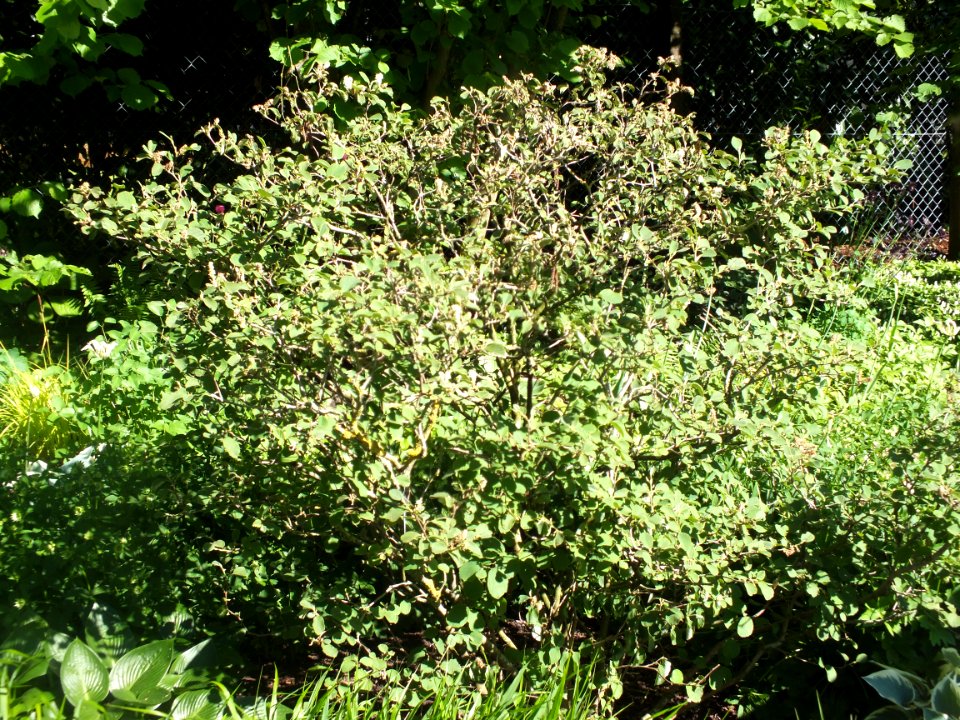 Wzwz tree 13a Fothergilla major
