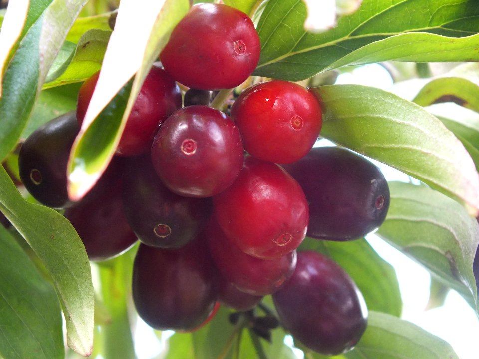 Wzwz tree 11i Cornus mas