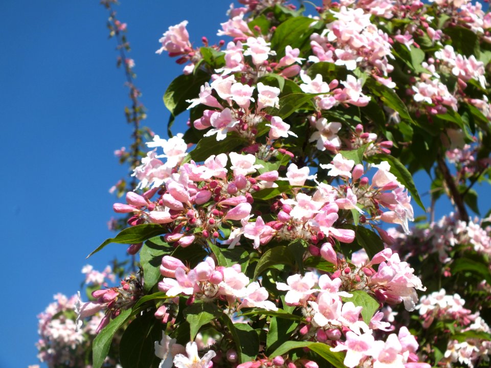 Wzwz tree 14e Kolkwitzia amabilis