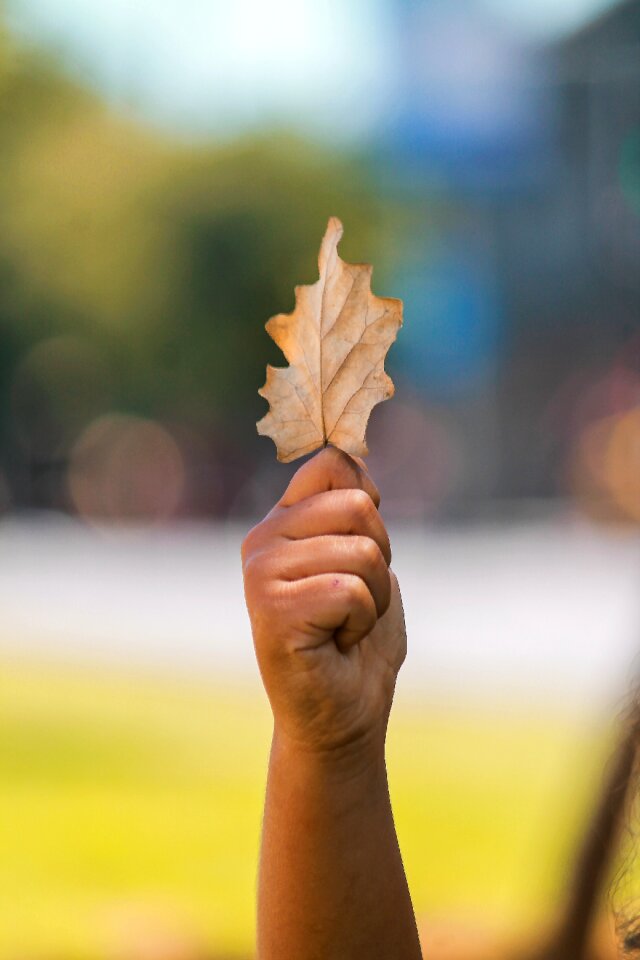 Nature dry leaf yellow leaves photo