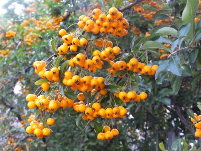 Wzwz tree 16d