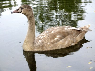 Wzwz Swan 11