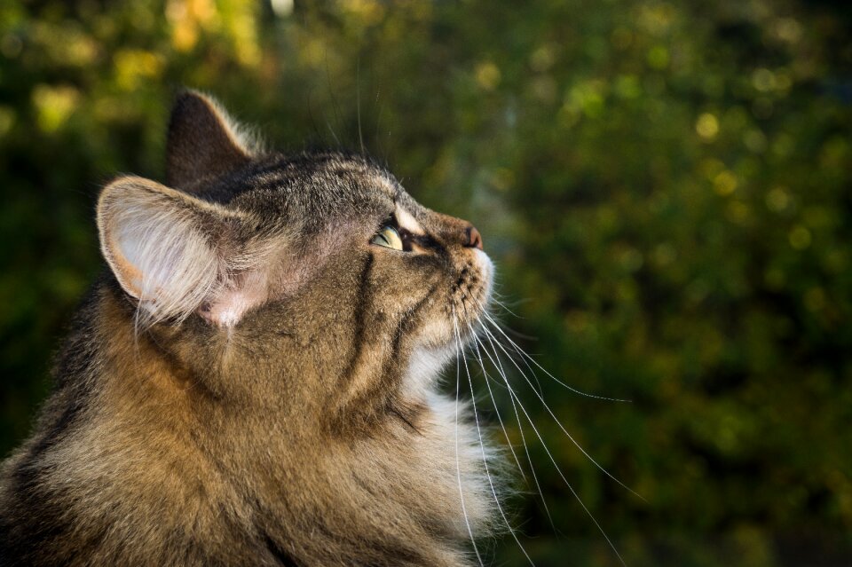 Sweet fur attention