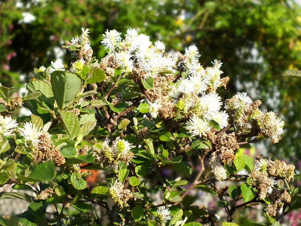 Wzwz tree 13b Fothergilla major