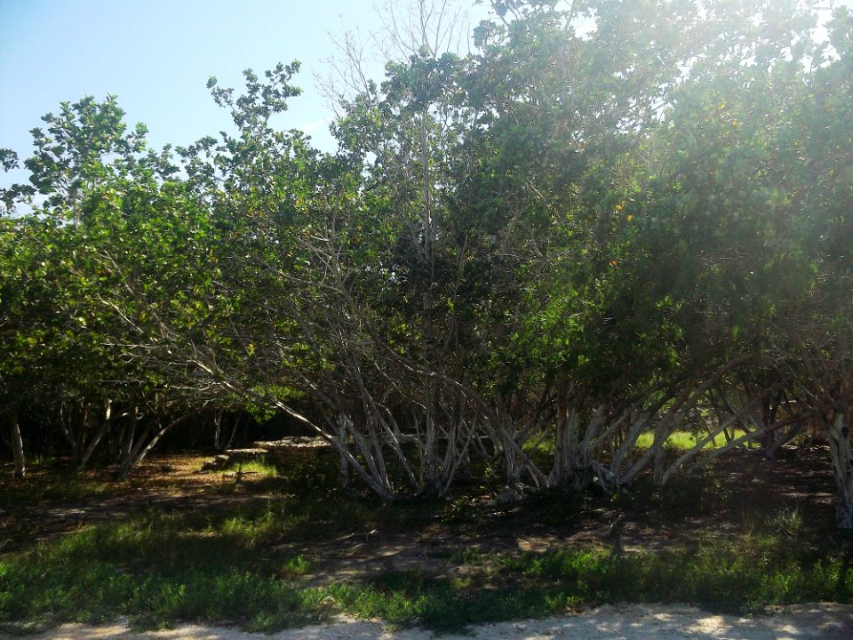 Xcambó, Yucatán (02)