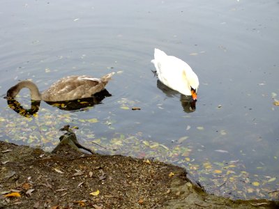Wzwz Swan 08