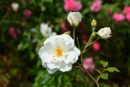 Petals white roses garden