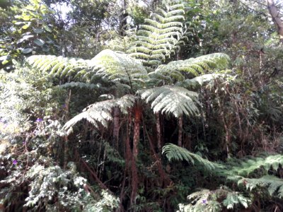Xaxim em Santo Antônio do Pinhal 1