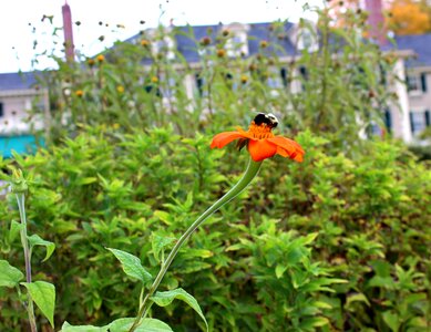 Pollination honeybee pollinating