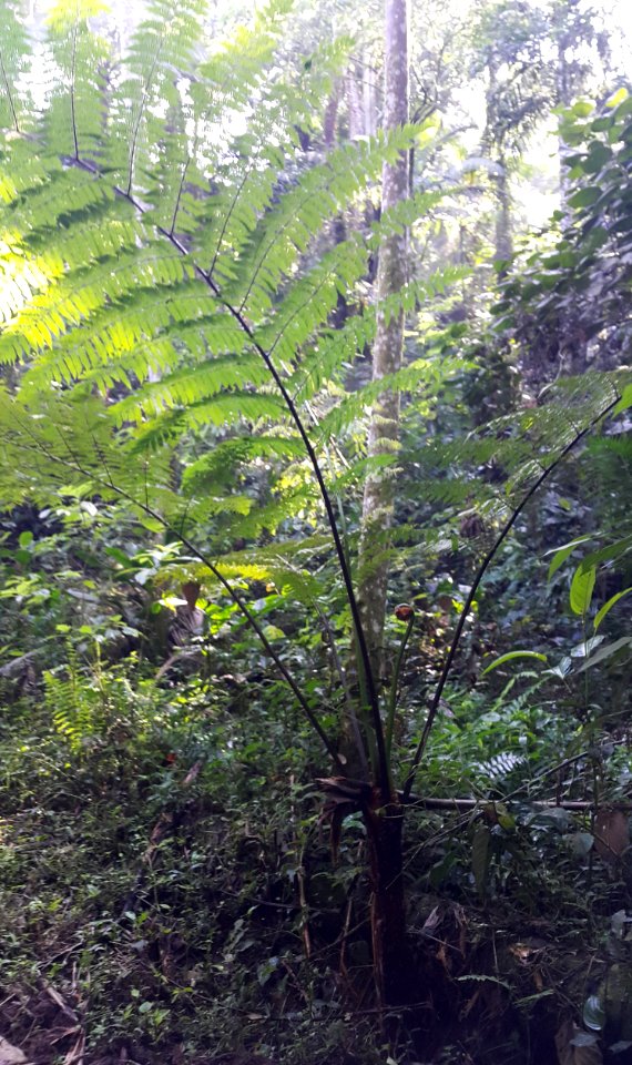 Xaxim no Parque do Trabiju 1