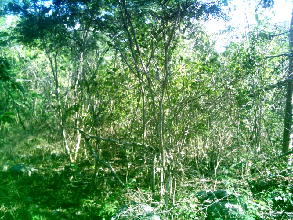 Xcunyá (Mérida), Yucatán (35)