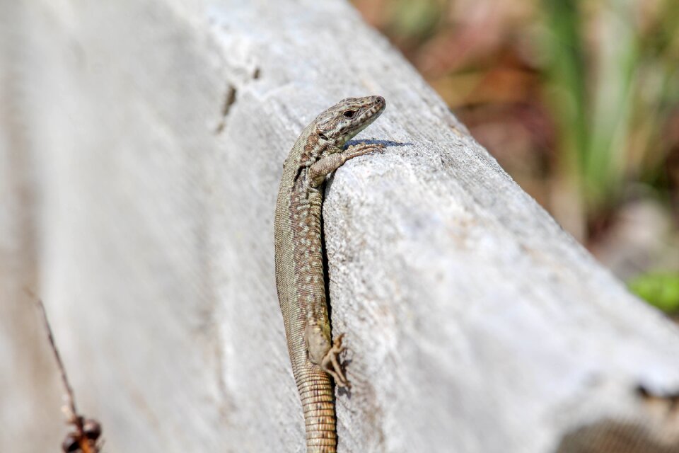 Wildlife outdoors reptile