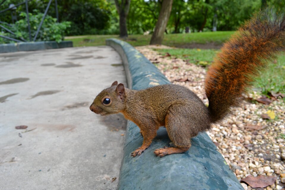 Park rodent animal