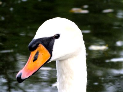 Wzwz Swan 03