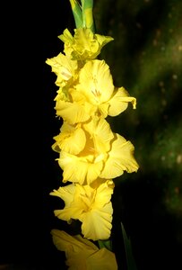 Sword flower blossom bloom