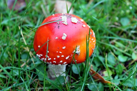 Grass poisonous mushrooms autumn photo