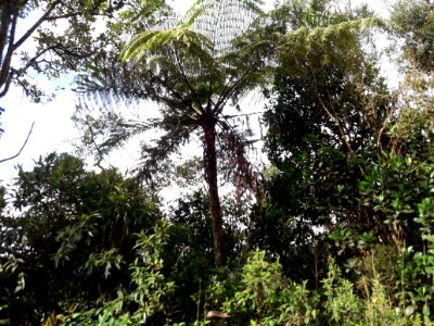 Xaxim em Santo Antônio do Pinhal 2