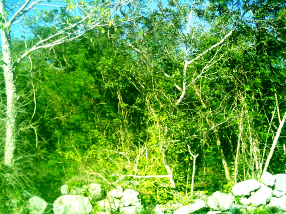 Xcunyá (Mérida), Yucatán (36)