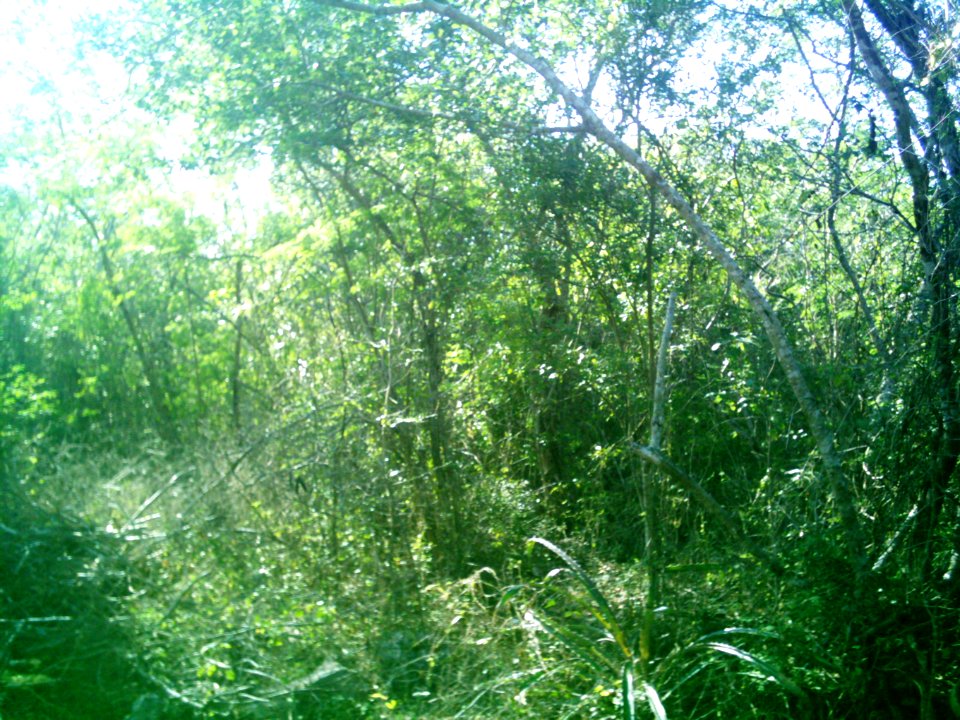 Xcunyá (Mérida), Yucatán (34)