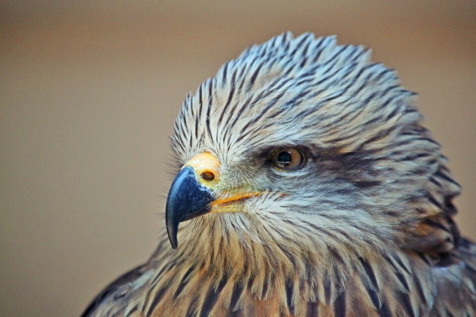 Bird of prey nature plumage