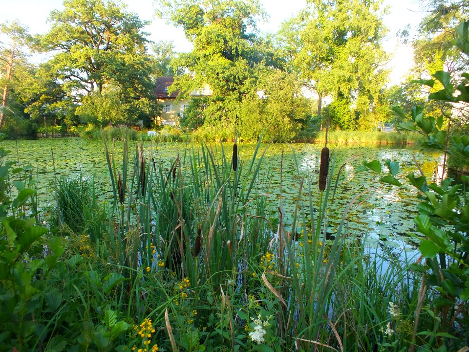 Wzwz Schwaigerbachweiher 21