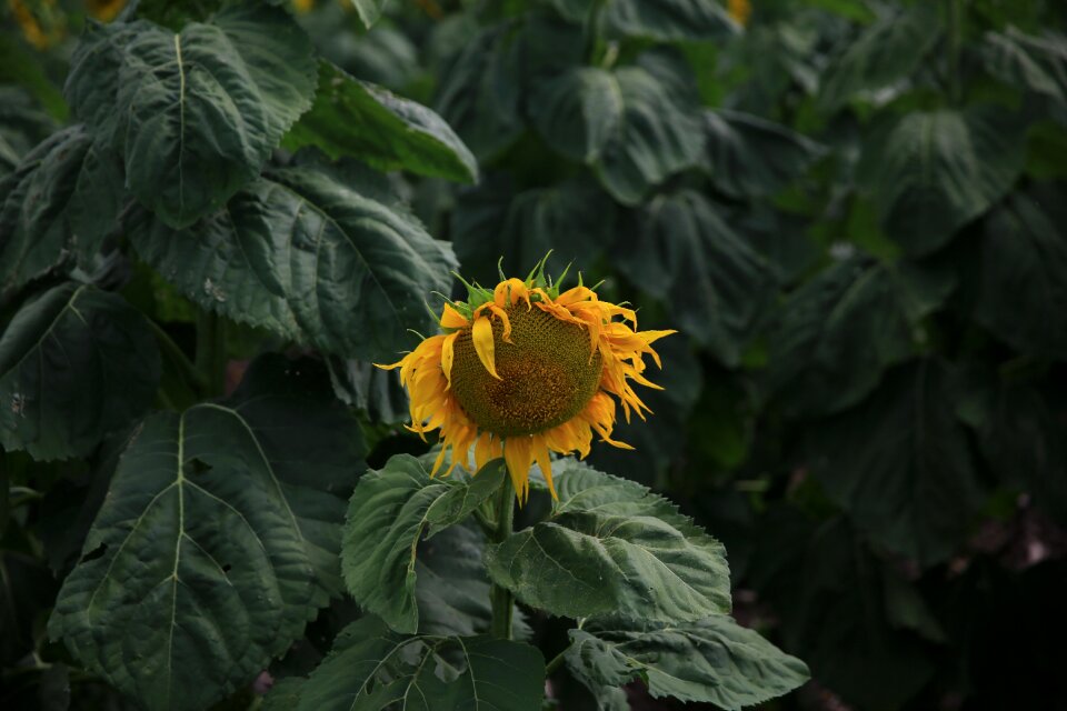 Field farm garden