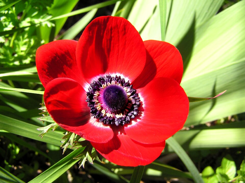 Garden spring nature