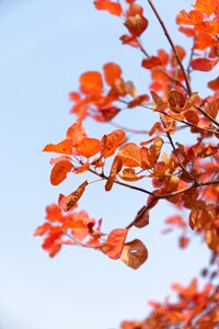 Autumn red leaves tree