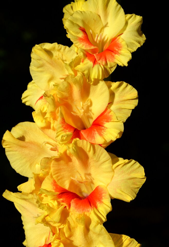 Sword flower blossom bloom