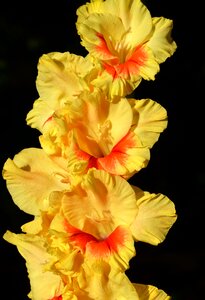 Sword flower blossom bloom