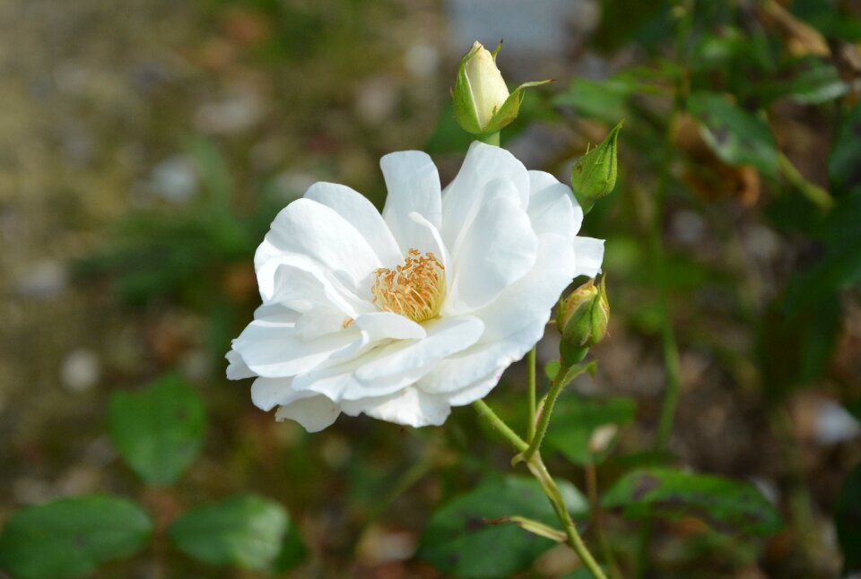 Nature flowering spice