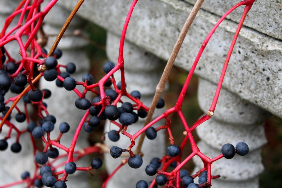 Black berries fruit of the poisonous autumn