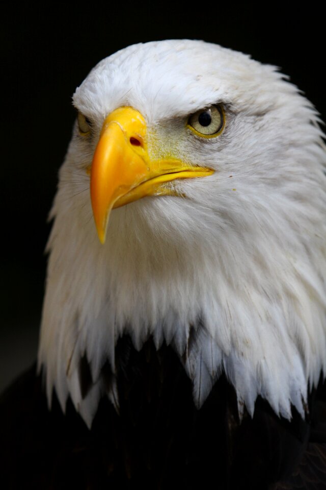 Bird nature wild