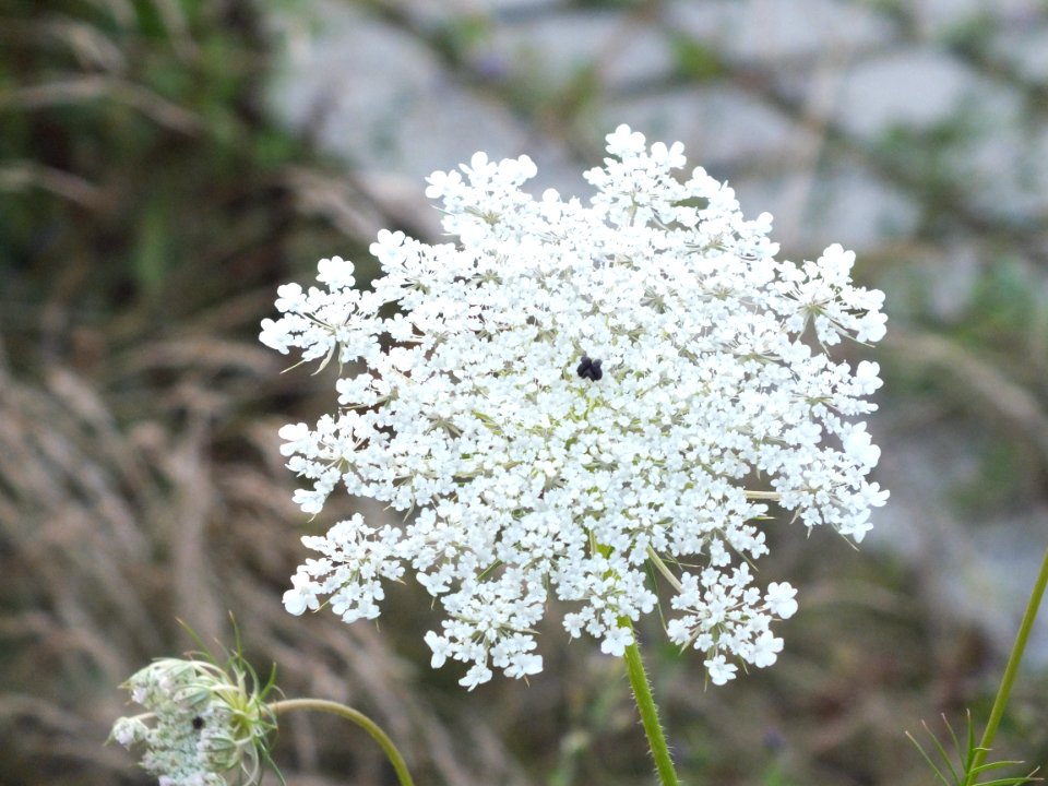 Wzwz Schwaigerbachweiher 22